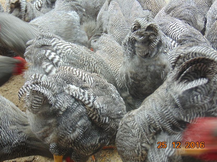 Plymouth rock barat 2016