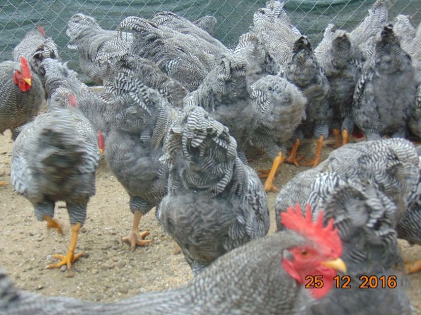 Plymouth rock barat 2016