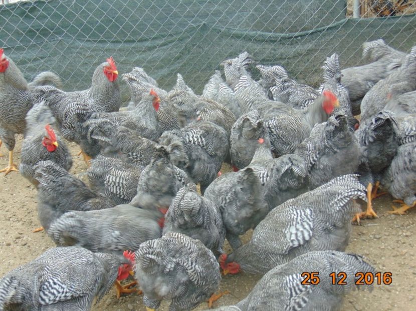 Plymouth rock barat 2016