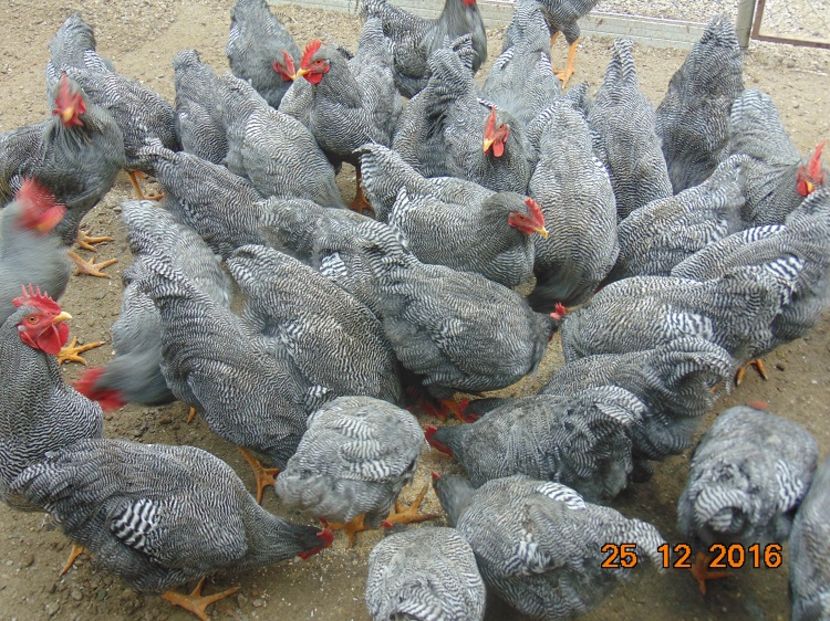 Plymouth rock barat 2016