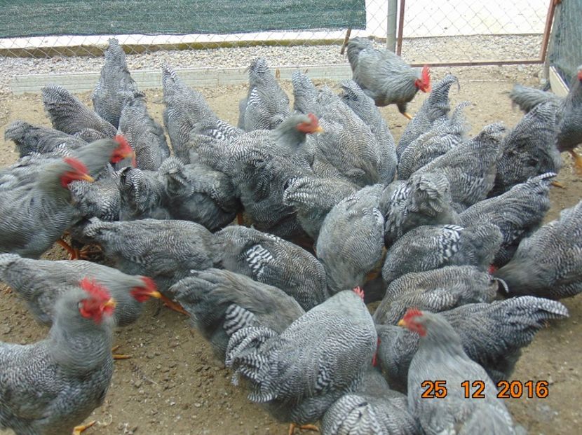 Plymouth rock barat 2016