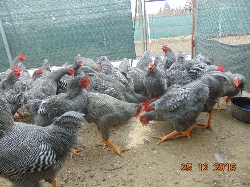 Plymouth rock barat 2016