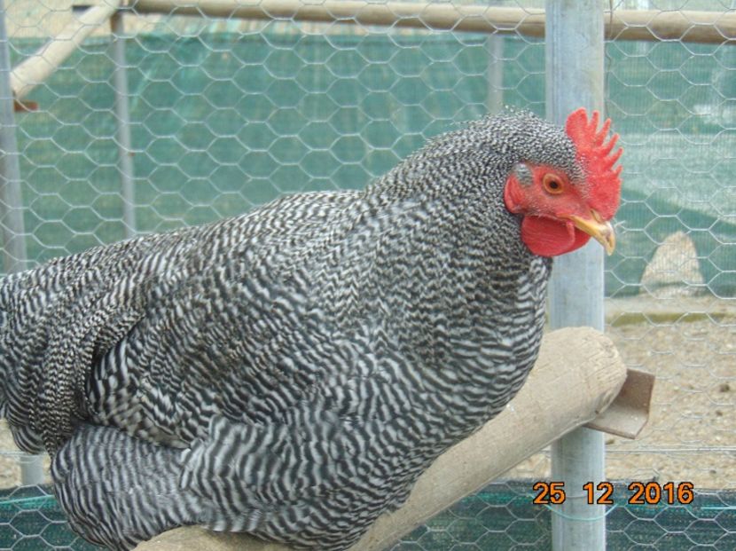 Plymouth rock barat 2016