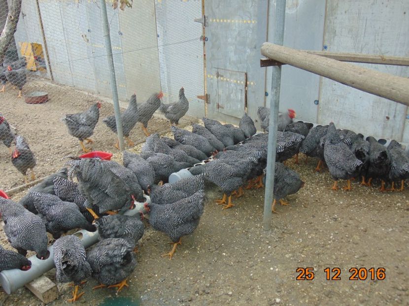 Plymouth rock barat 2016