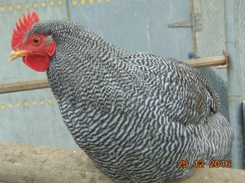 Plymouth rock barat 2016