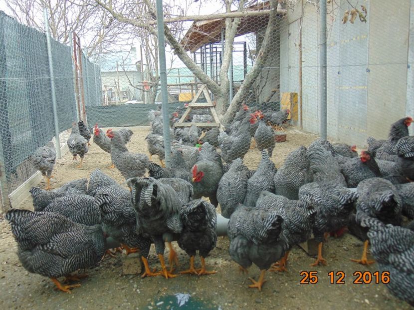 Plymouth rock barat 2016