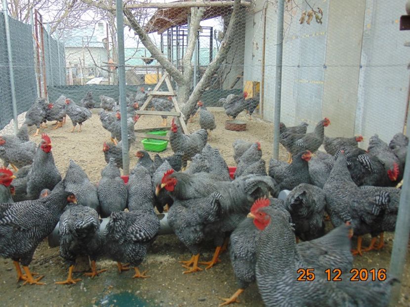 Plymouth rock barat 2016 - Vindem Plymouth rock barat 2019