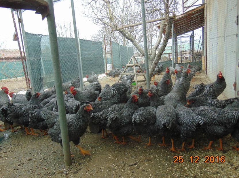 Plymouth rock barat 2016