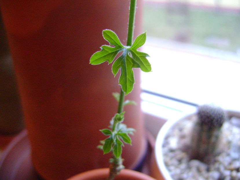 Kedrostis foetidissima - Caudiciforme si bulbi 2016