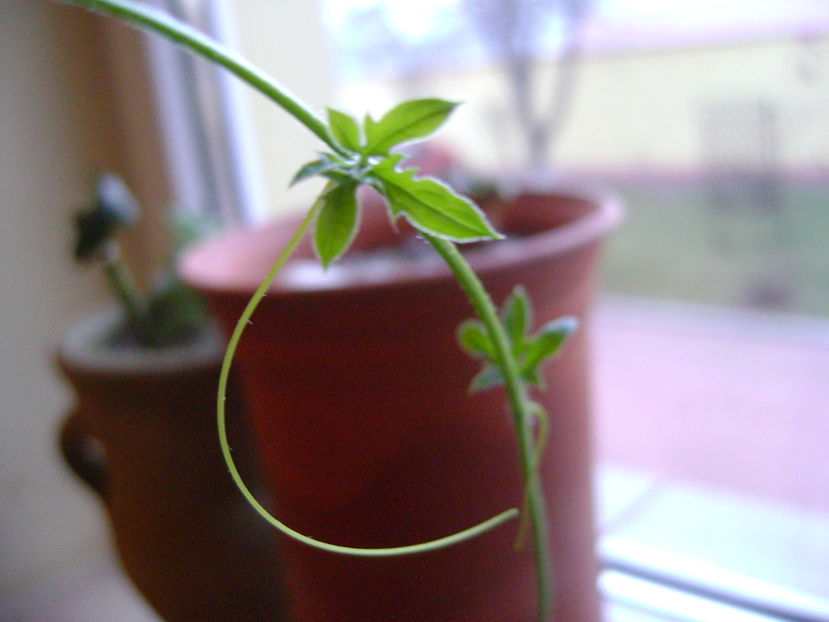 Kedrostis foetidissima - Caudiciforme si bulbi 2016