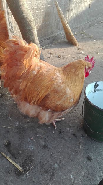  - Pasari