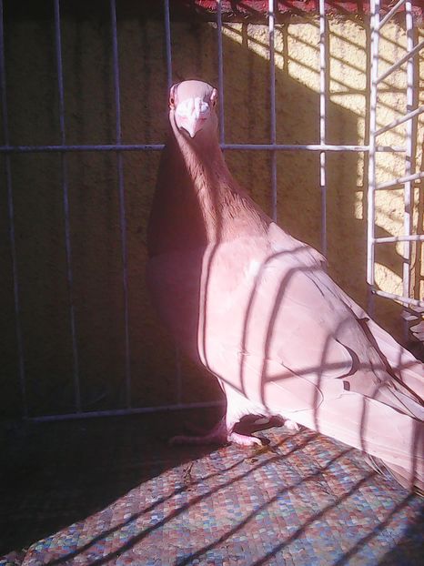 Photo0267 - Carieri