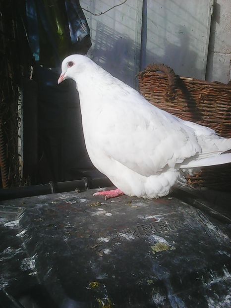 Photo0300 - Mondaini