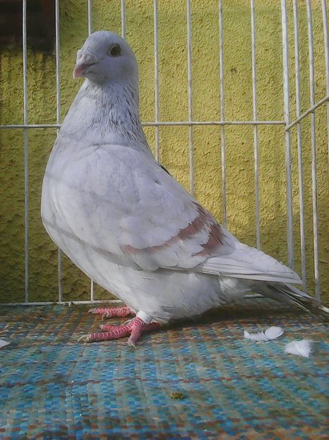 Photo0303 - Voiajori standard argintii