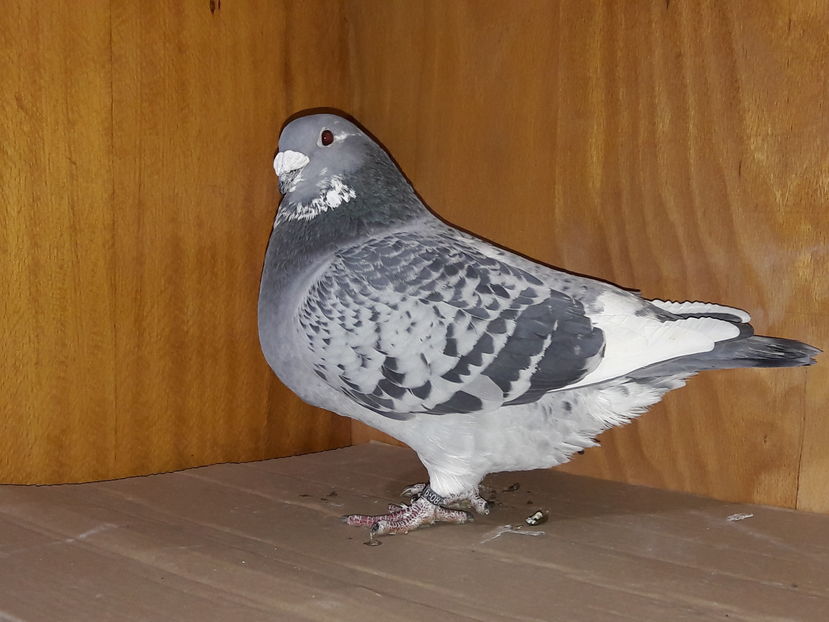 mas-1920-2016 vandut