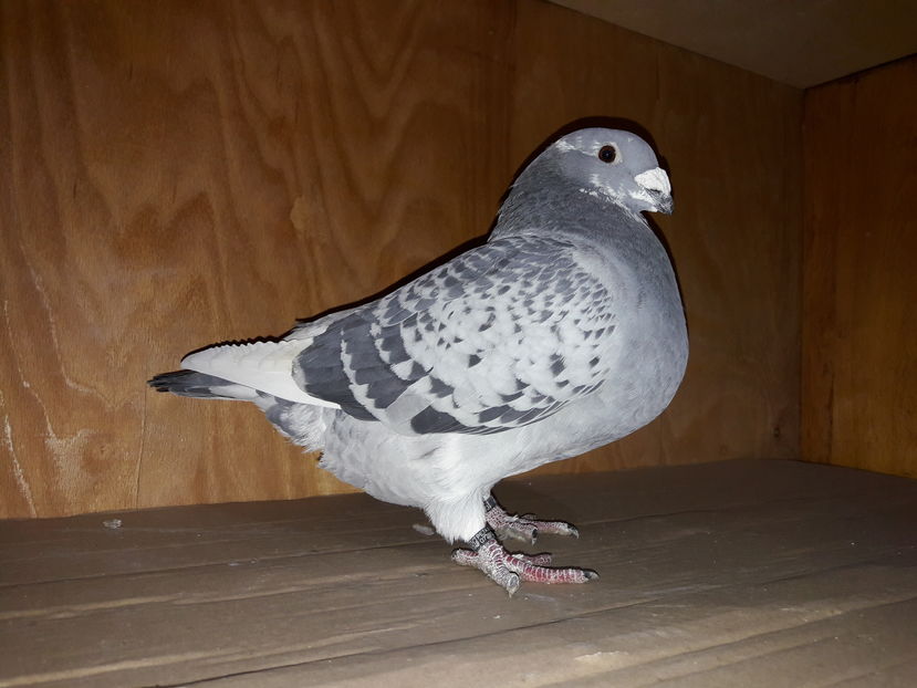 mas-1920-2016 vandut