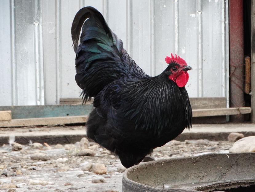  - Australorp