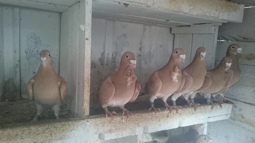 15697698_745625235600647_3850908006309455574_n