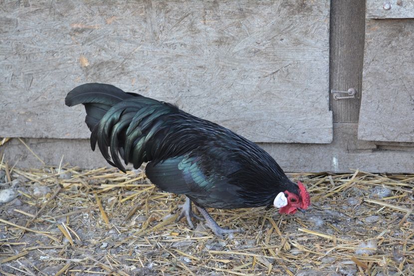 rosecomb   pitica de corbeanca