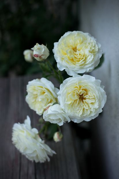 The Pilgrim; Baton Rouge Rose Society, United States (1999)

Corvallis Rose Society, United States (1999)



Fair Friends of the Rose, United States (2001)



Humboldt Rose Society, USA (2001)



Lewis County Rose
