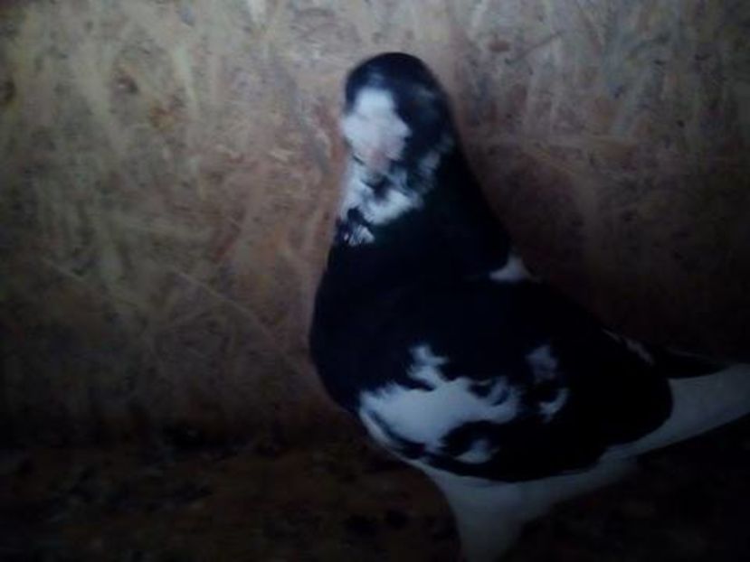 15730997_1296917157032364_1835635462_n