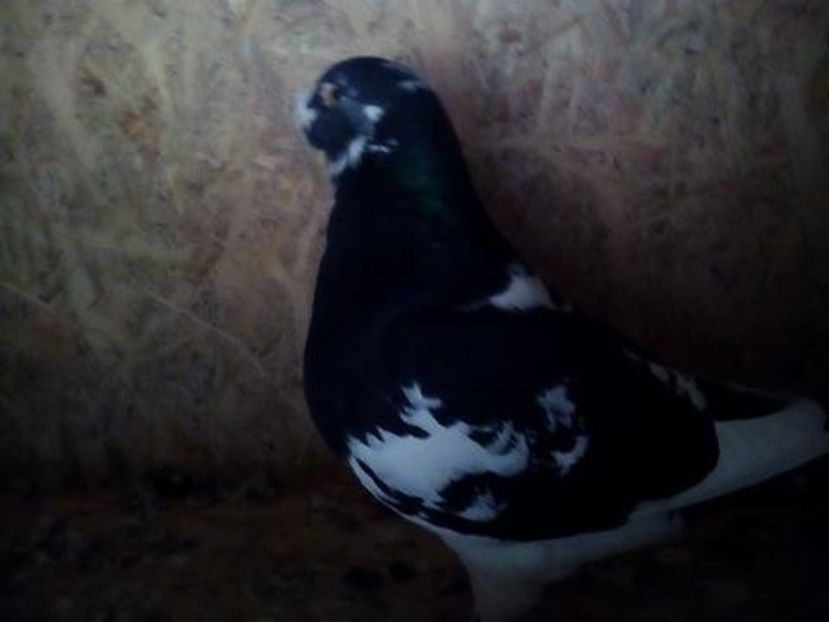 15749570_1296917010365712_284287753_n