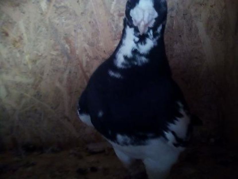 15750358_1296917187032361_2140394302_n