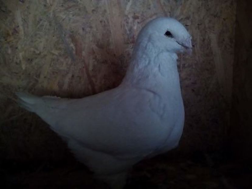 15722631_1296917493698997_1926942274_n