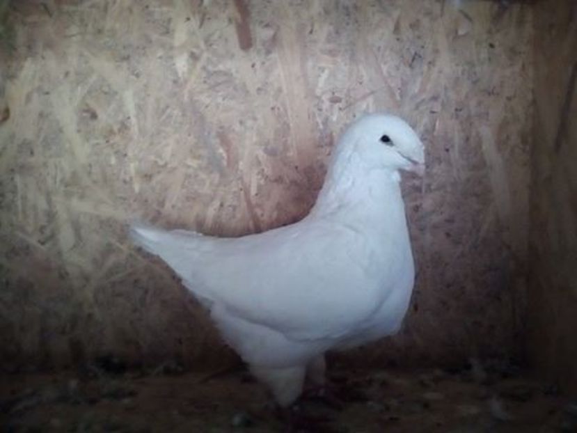 15722876_1296917370365676_1487719265_n