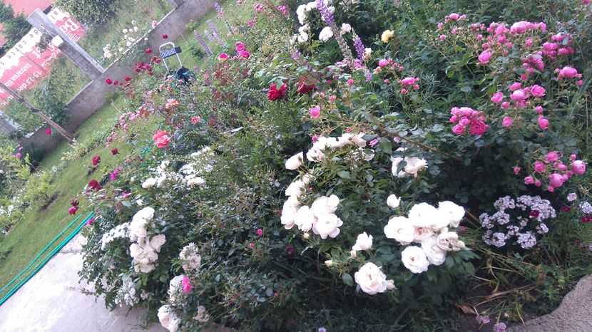 Uetersener klosterrose