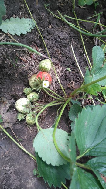 Capsuni remontanti; Cred ca este  soiul Cardinal
