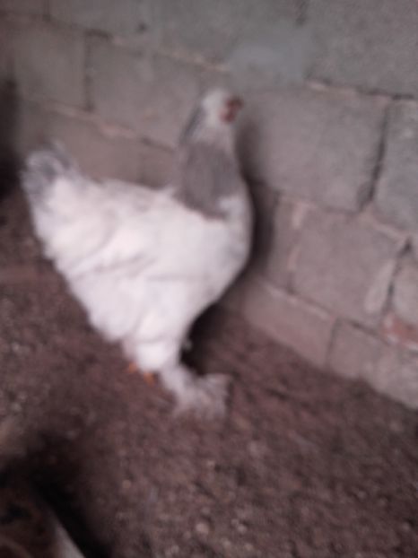  - AA BRAHMA MIX PENTRU 2017