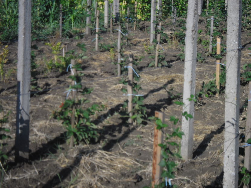 muri anul I 4 - Plantatie de mur anul I