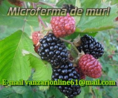 microferma de muri