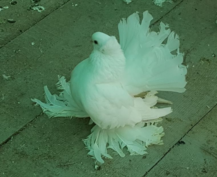 Screenshot - 05.11.2016 , 1_32_30