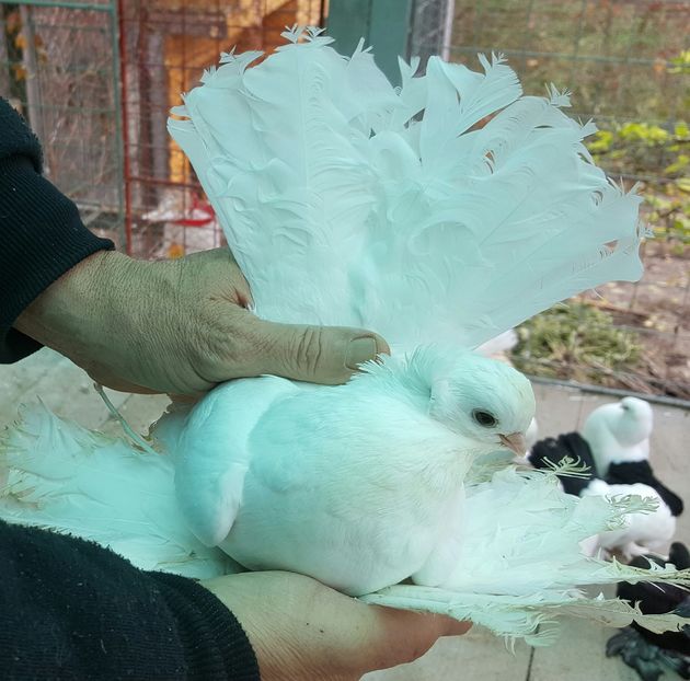 2016-10-27 10.42.19 (2)