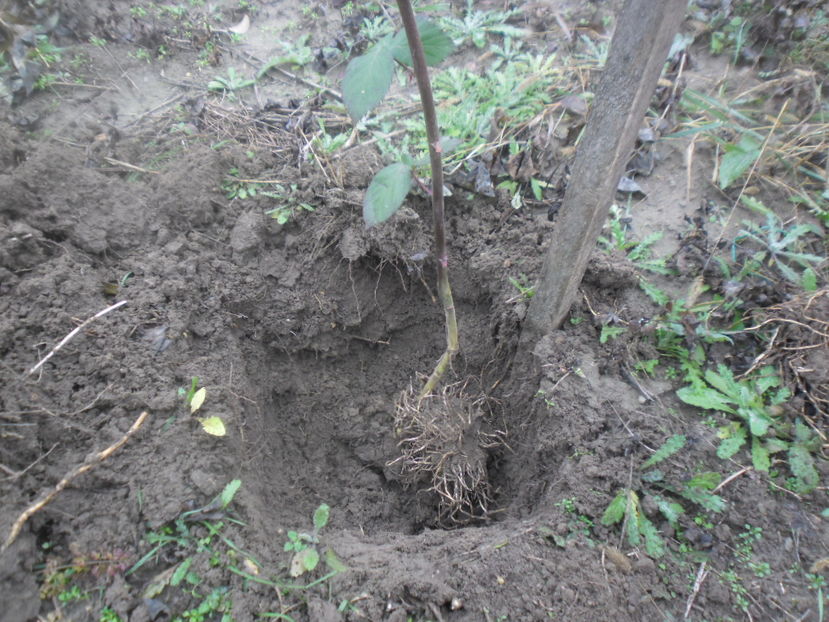 Plantare butasi de mur 5