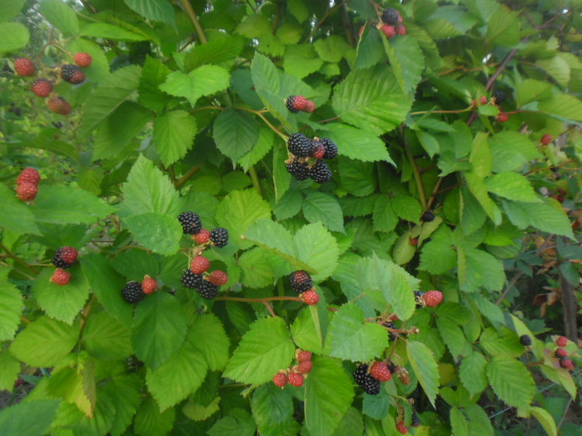 Plantatie de mur anul III 10