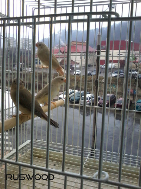 BINSENI NOIEMBRIE 2016