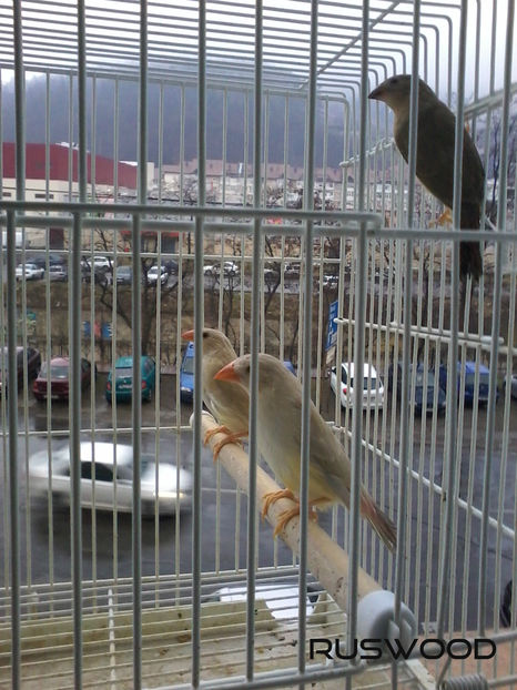 BINSENI NOIEMBRIE 2016