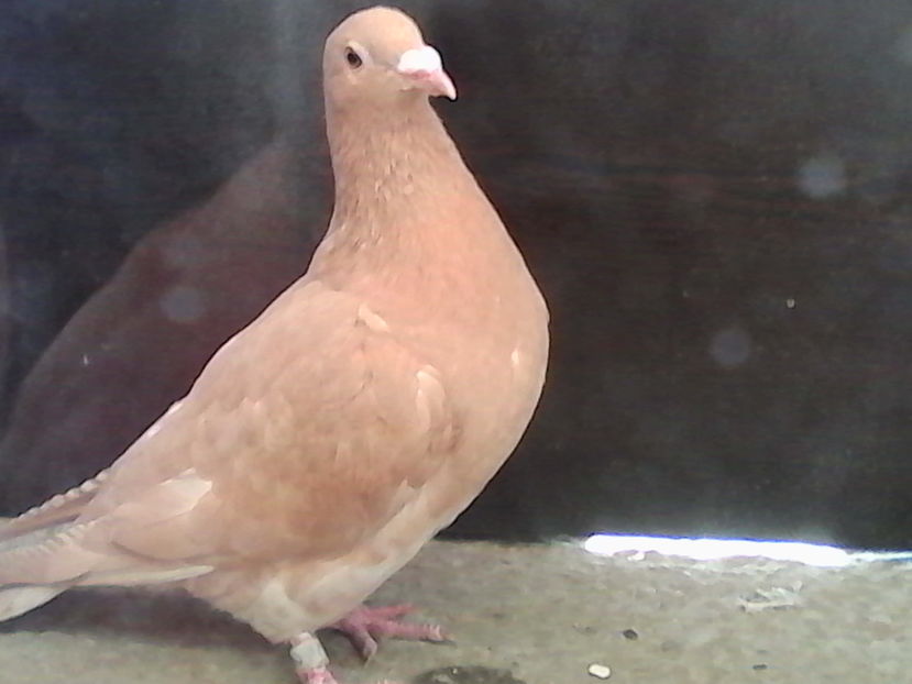  - ARHIVA