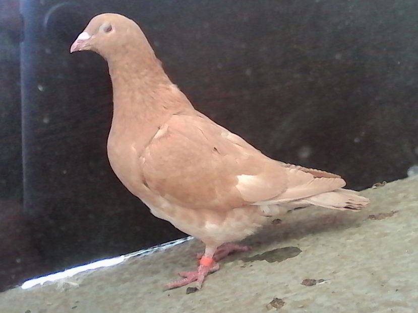  - ARHIVA