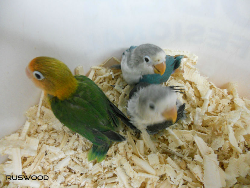 AGA FISHER NOIEMBRIE 2016