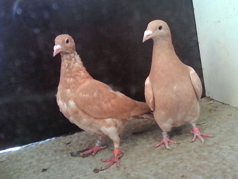  - ARHIVA