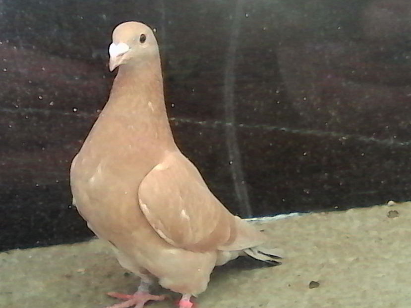  - ARHIVA