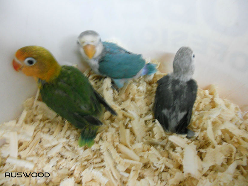 PUI AGAPORNIS FISHER NOIEMBRIE 2016