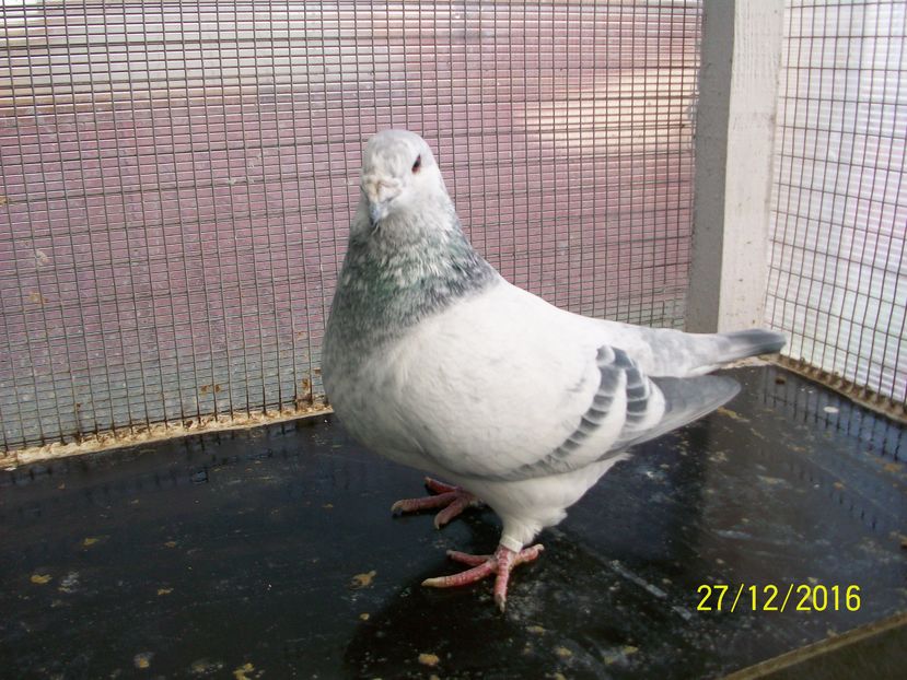 porumbei 021 ACELASI