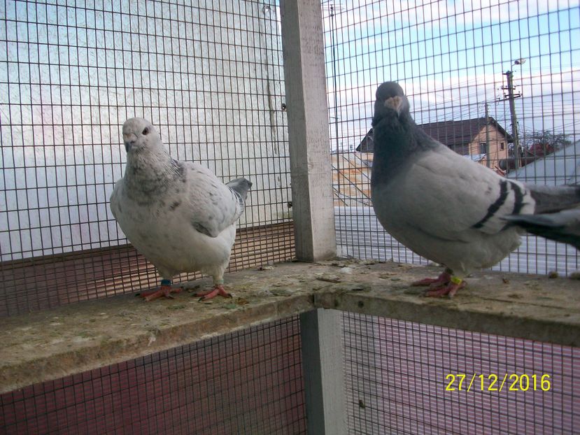 porumbei 024  FEMELE