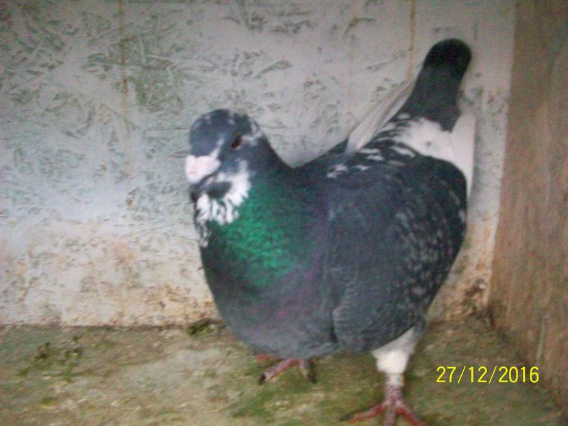 porumbei 033 MASCUL 2016