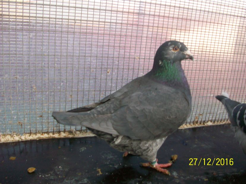 porumbei 037 FEMELA 2016